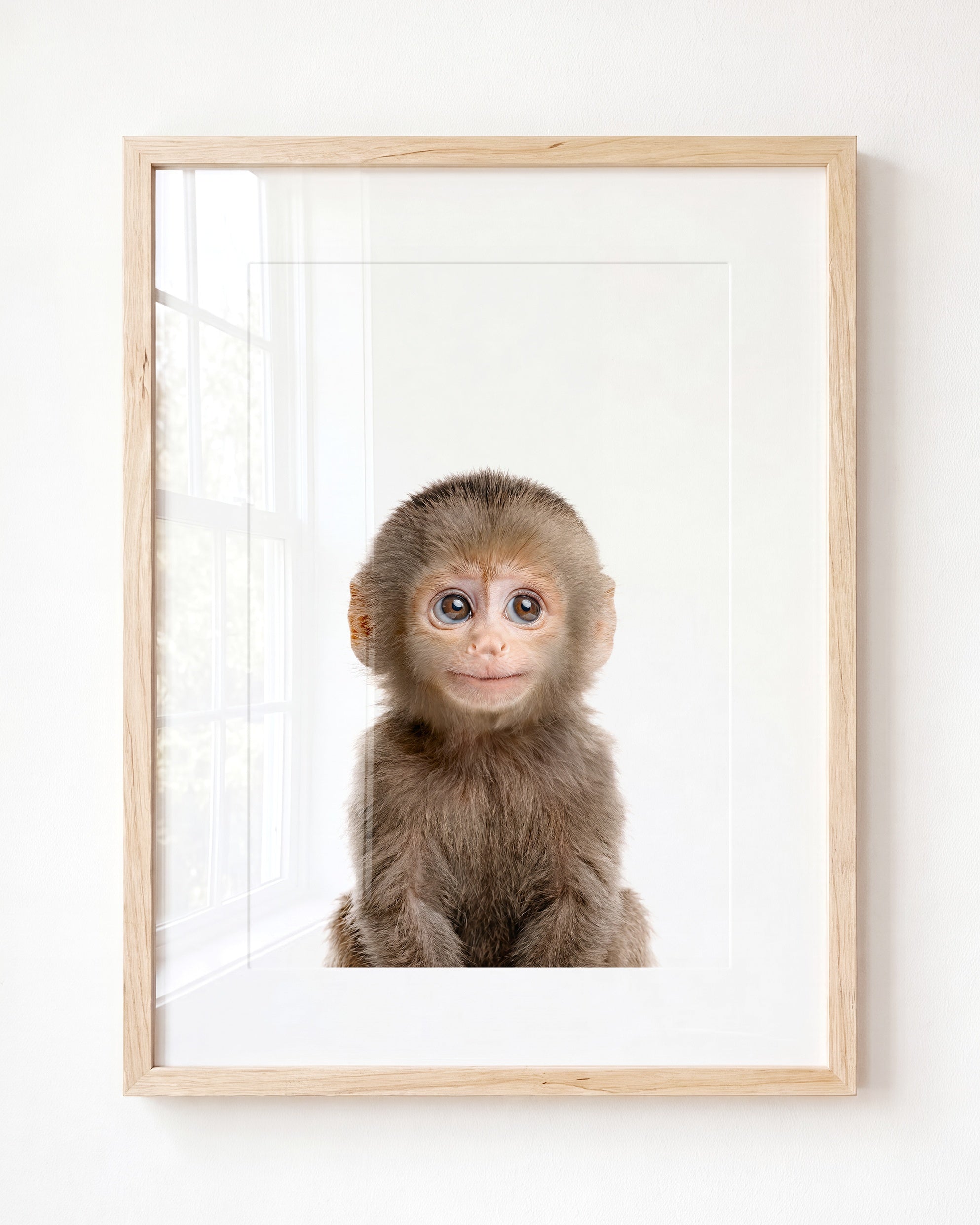 Baby Monkey