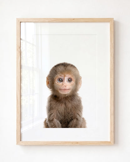 Baby Monkey