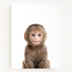 Baby Monkey