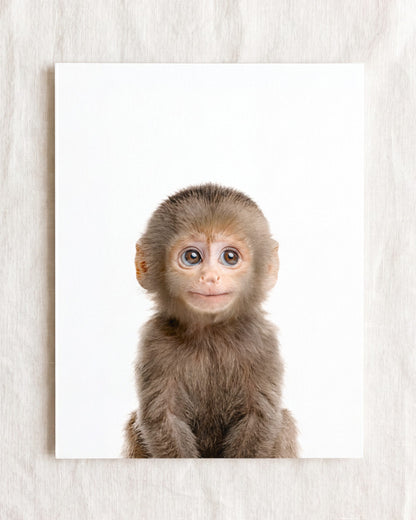Baby Monkey