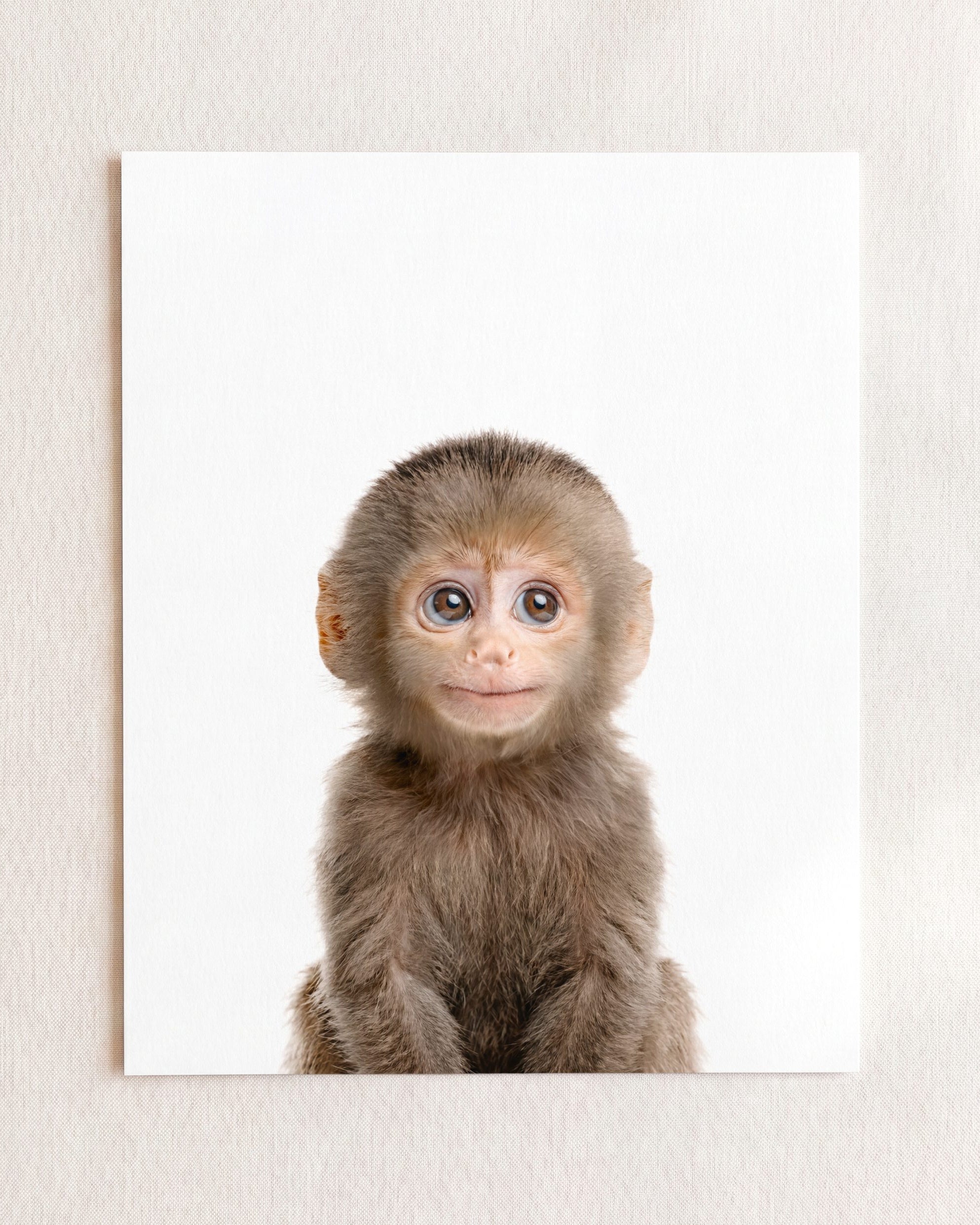 Baby Monkey