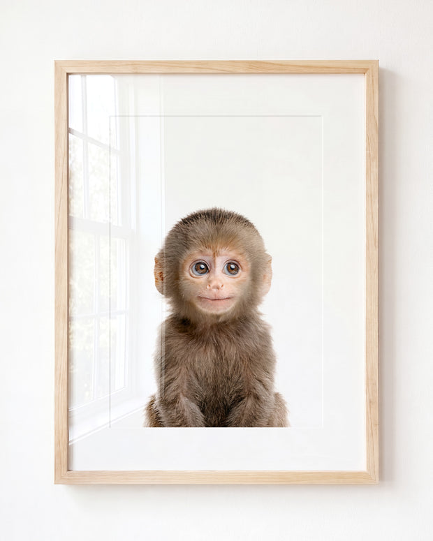 Baby Monkey