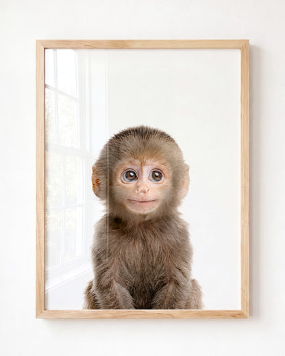 Baby Monkey