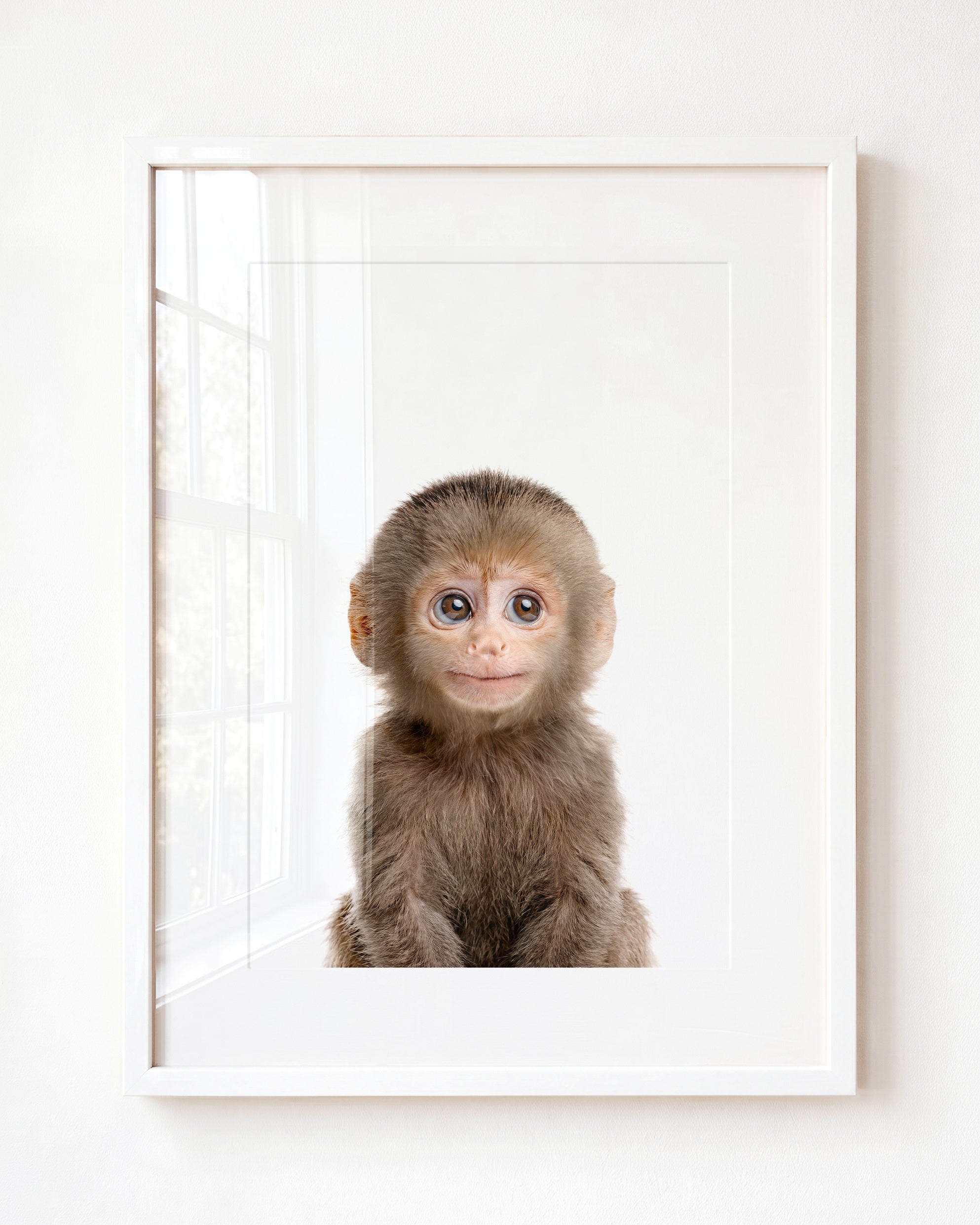 Baby Monkey