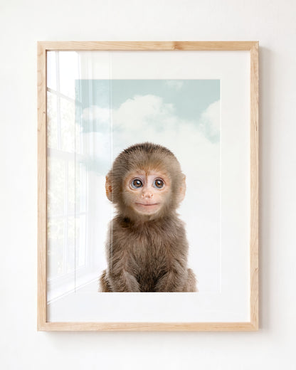 Baby Monkey