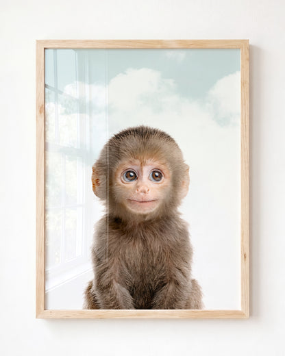 Baby Monkey
