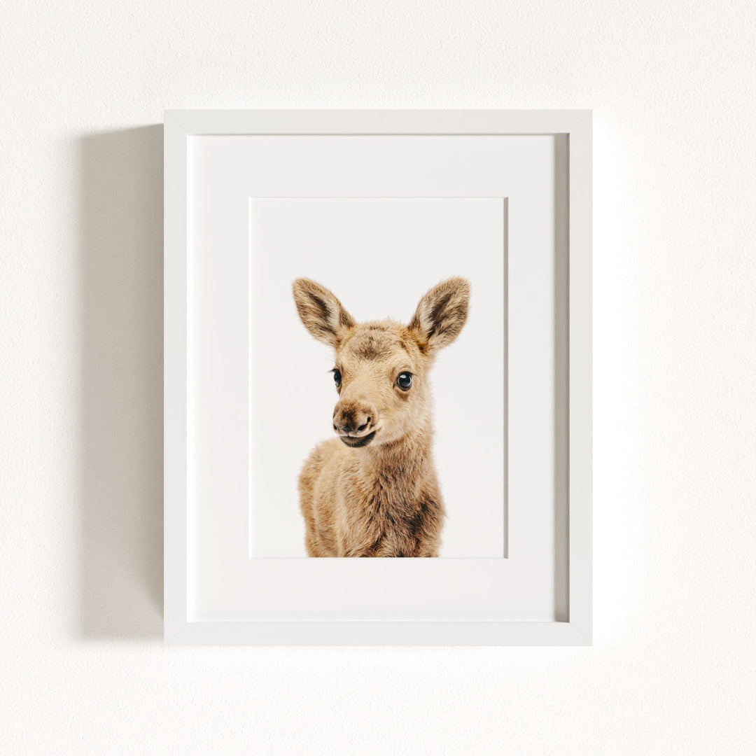 Baby Moose
