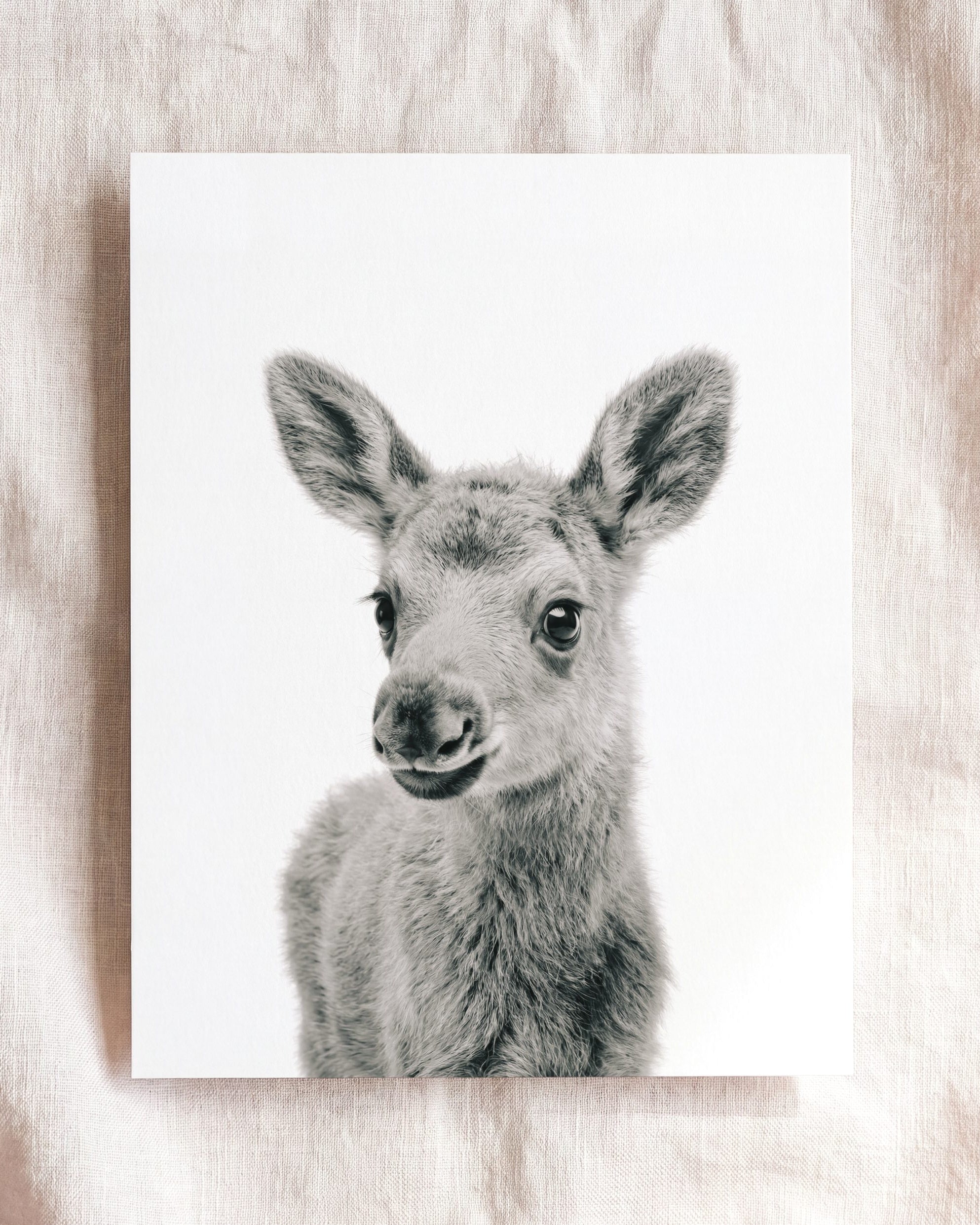 Baby Moose