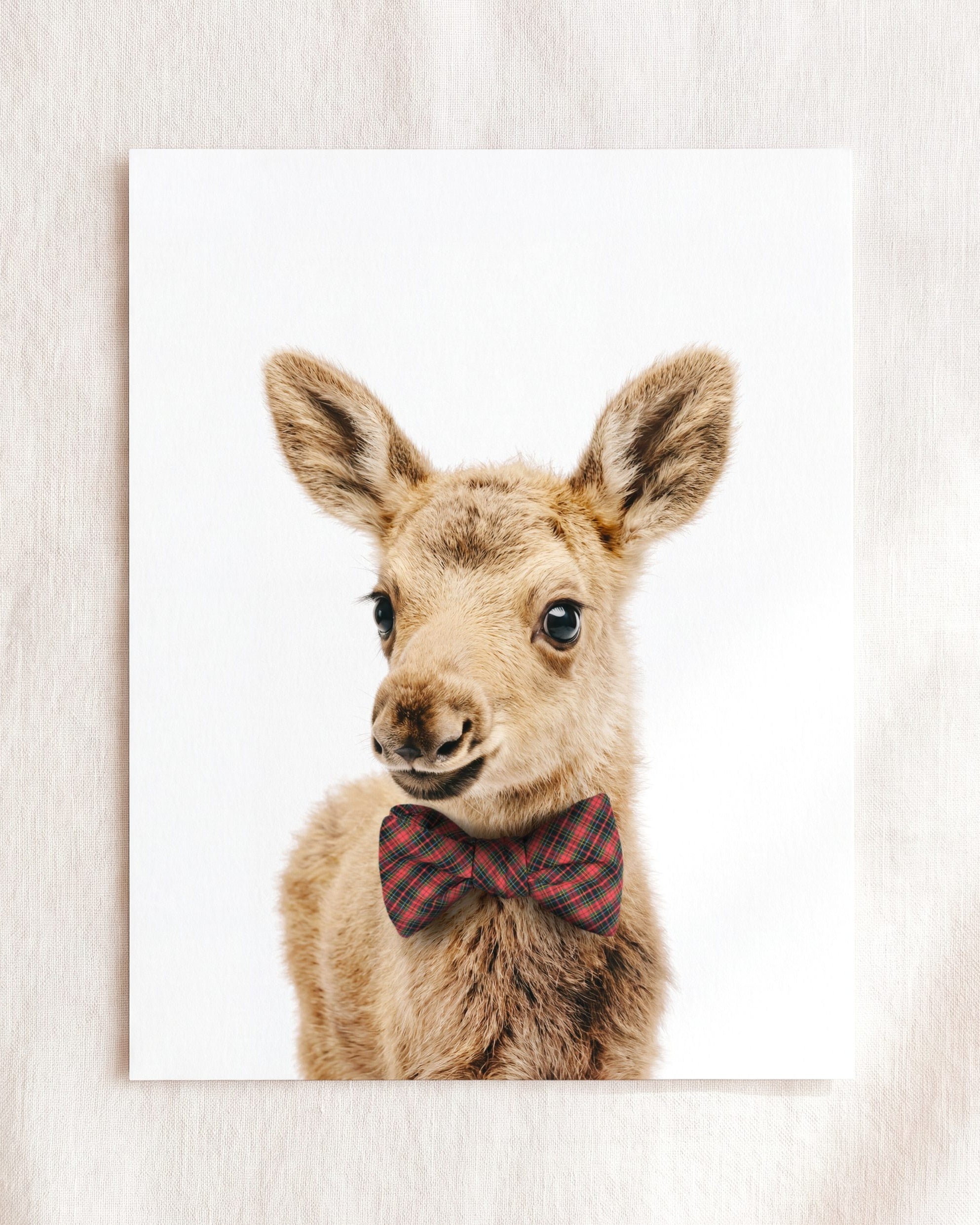 Baby Moose