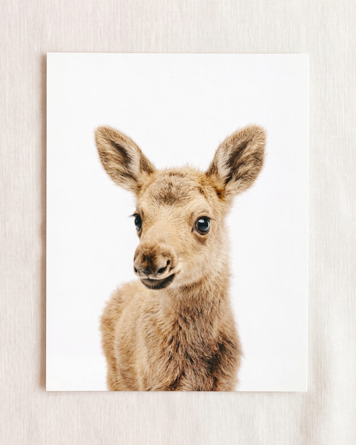 Baby Moose