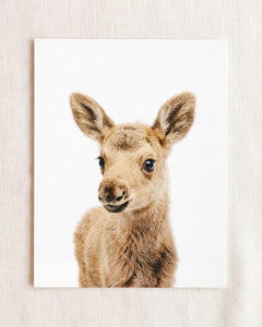 Baby Moose