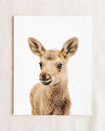 Baby Moose