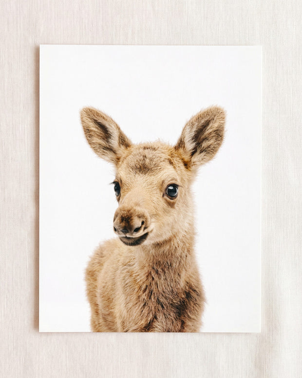Baby Moose