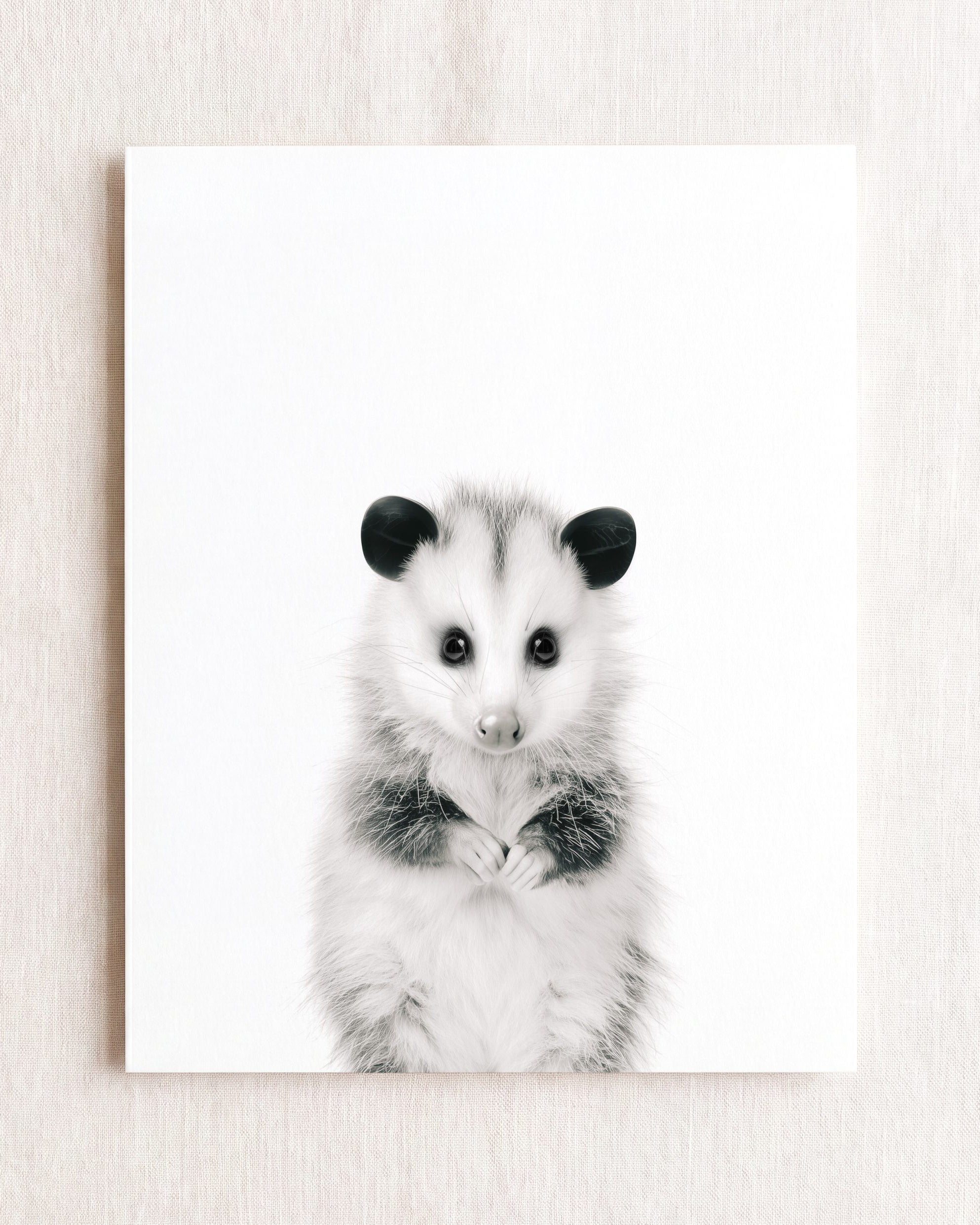 Baby Opossum