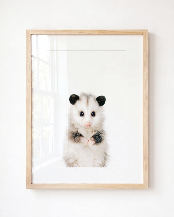 Baby Opossum