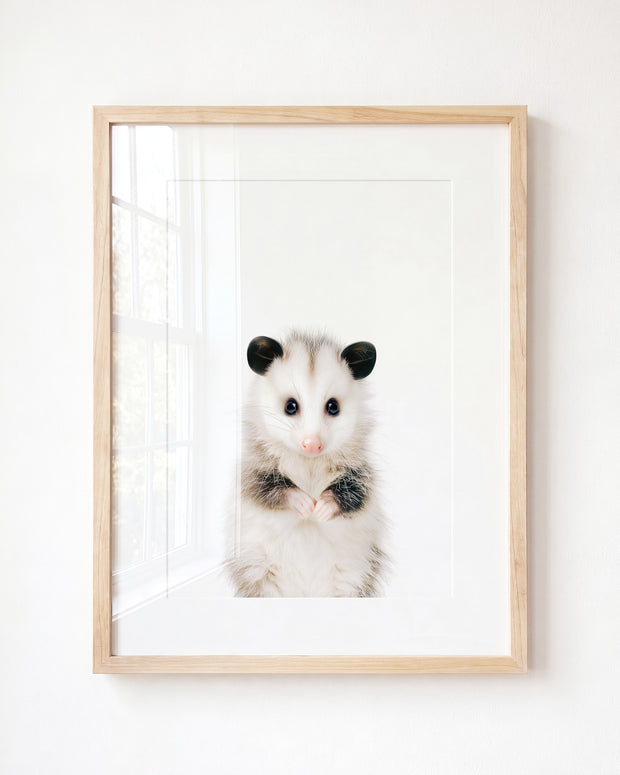 Baby Opossum