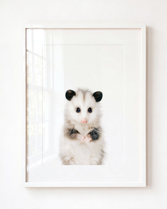 Baby Opossum – Framed