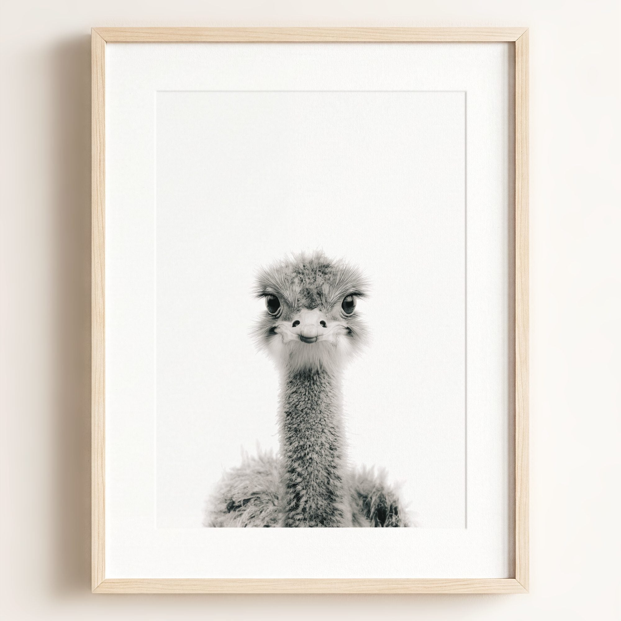 Baby Ostrich