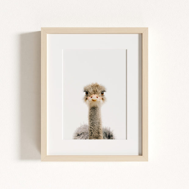 Baby Ostrich
