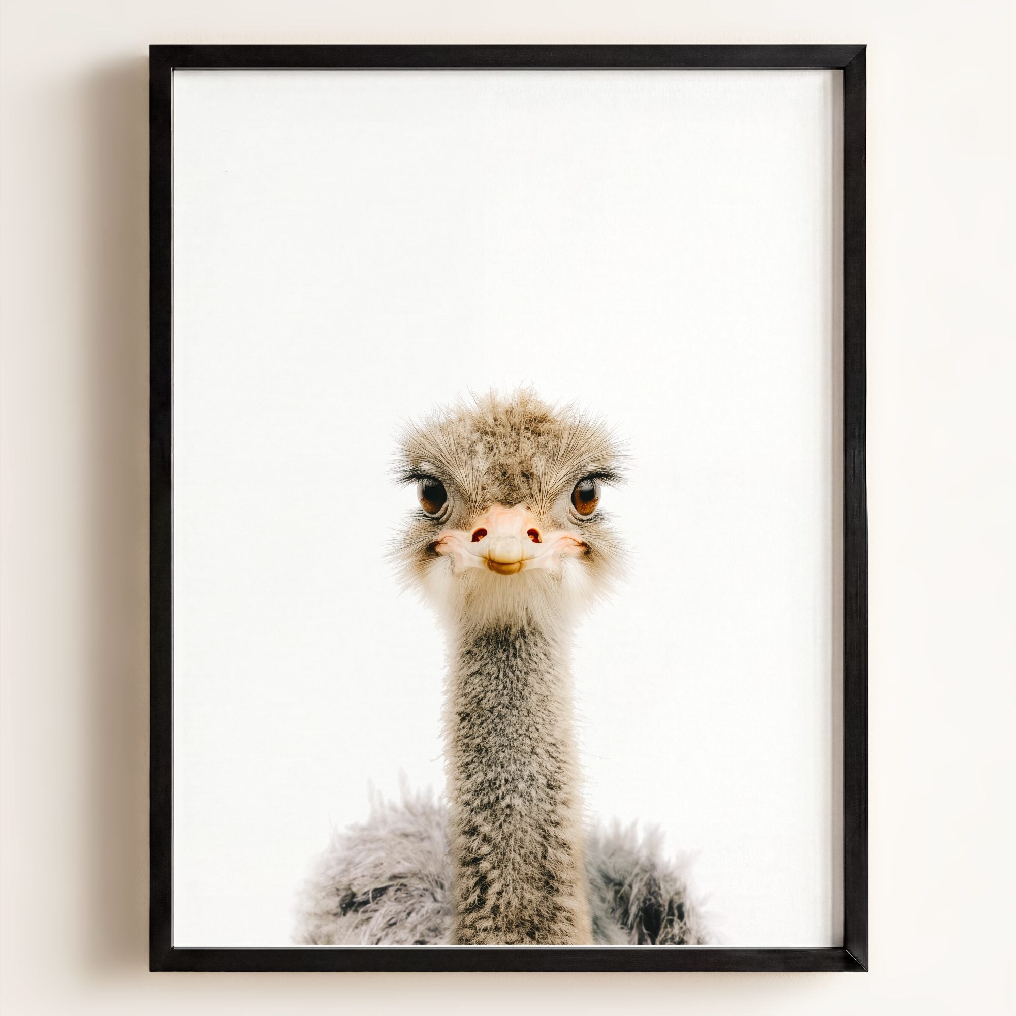 Baby Ostrich