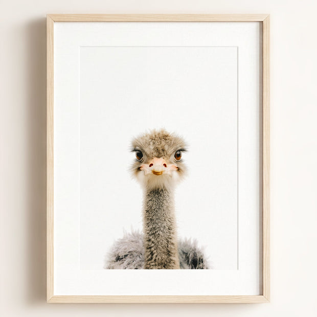 Baby Ostrich
