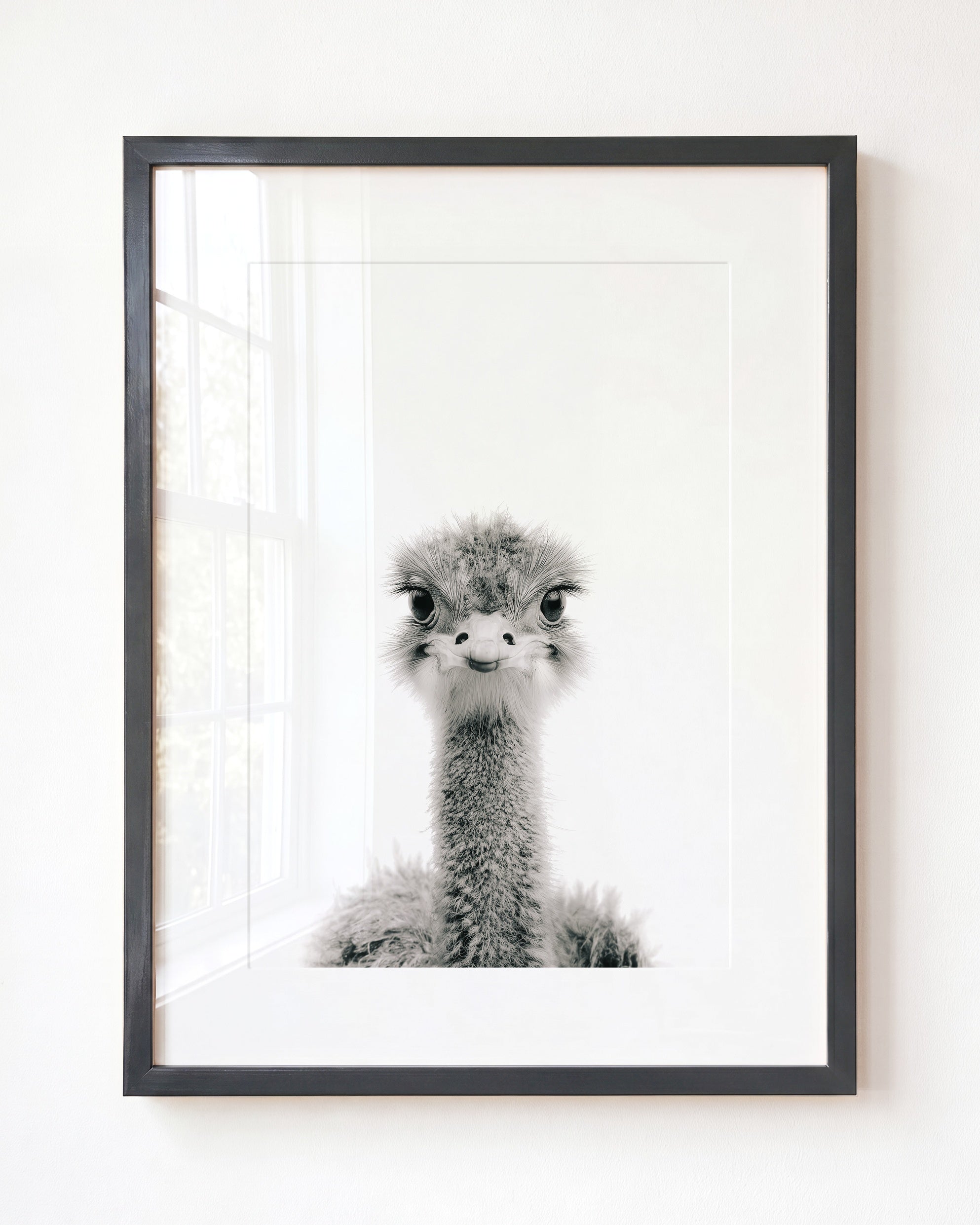 Baby Ostrich