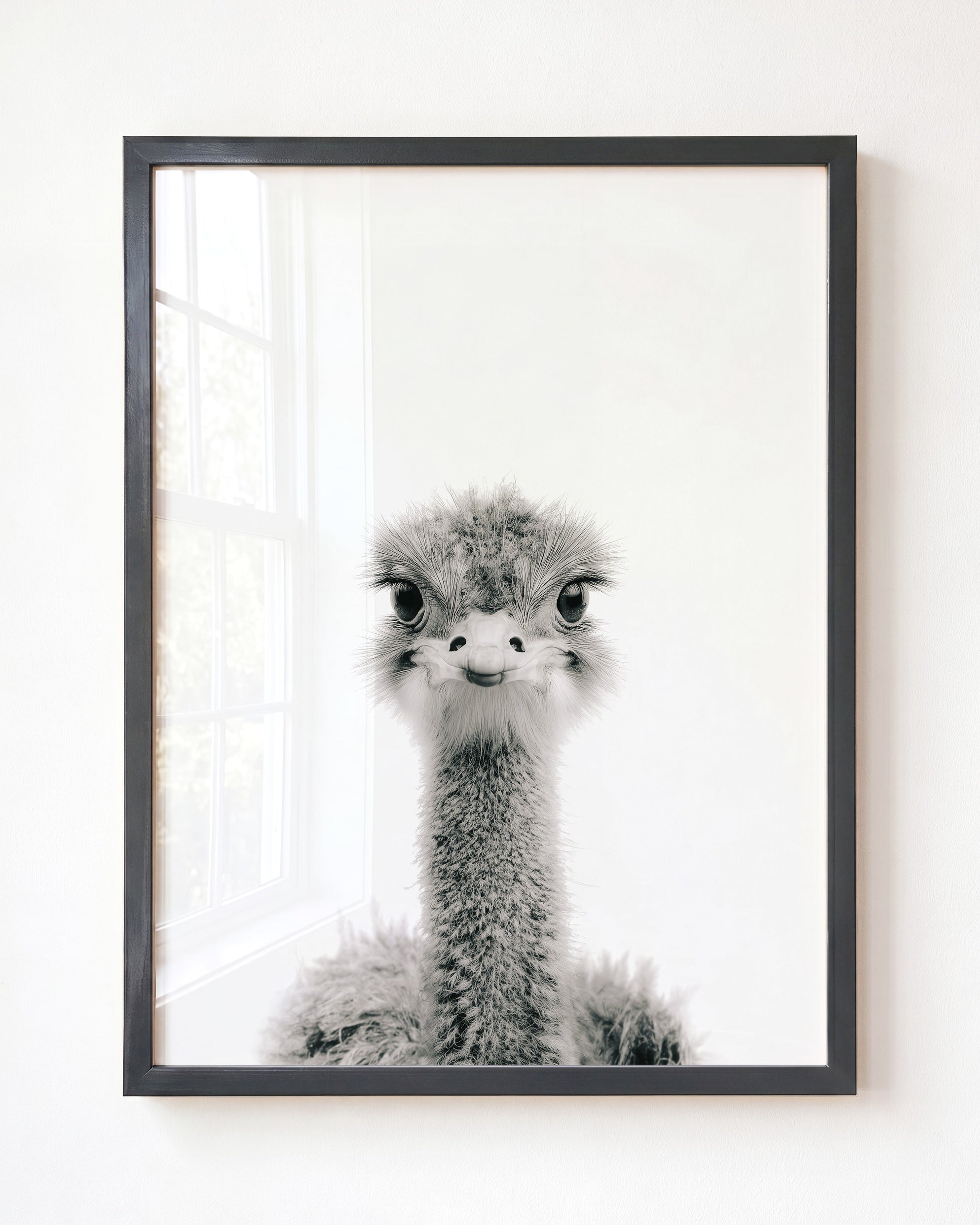 Baby Ostrich