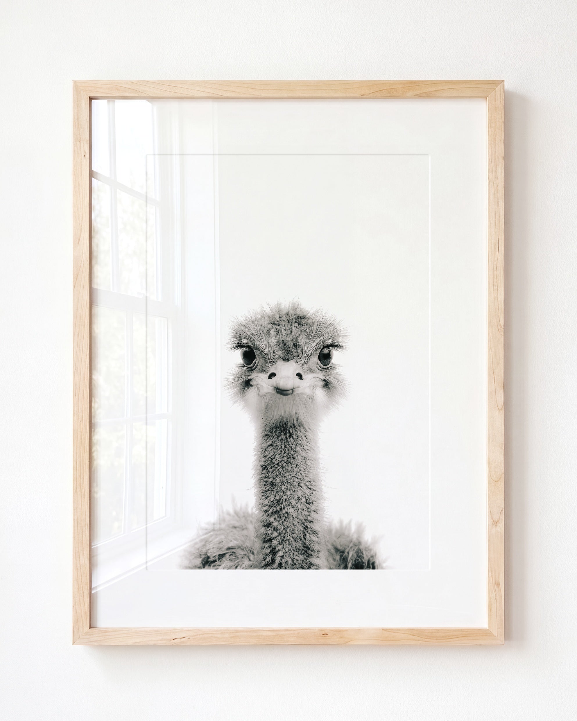 Baby Ostrich