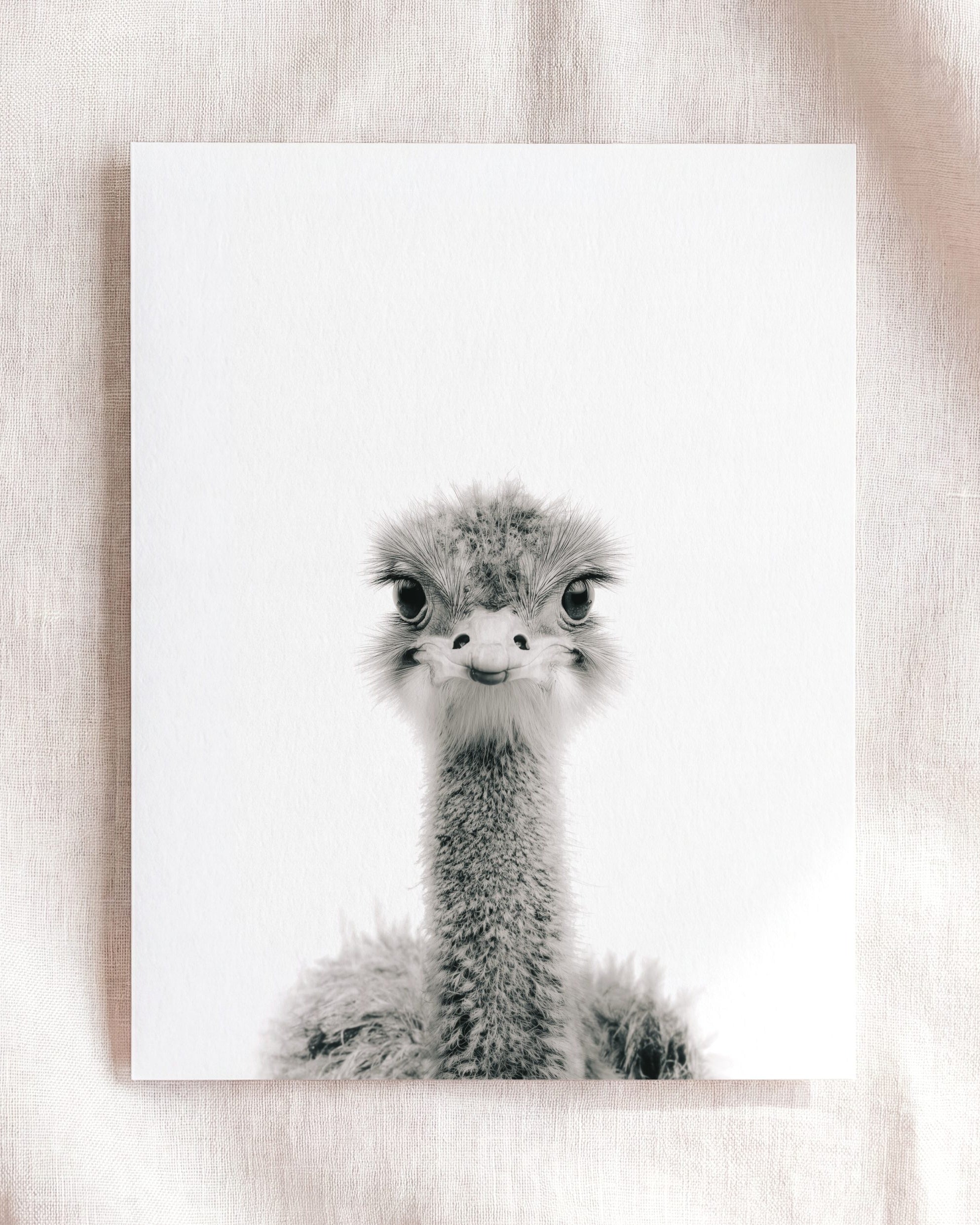 Baby Ostrich