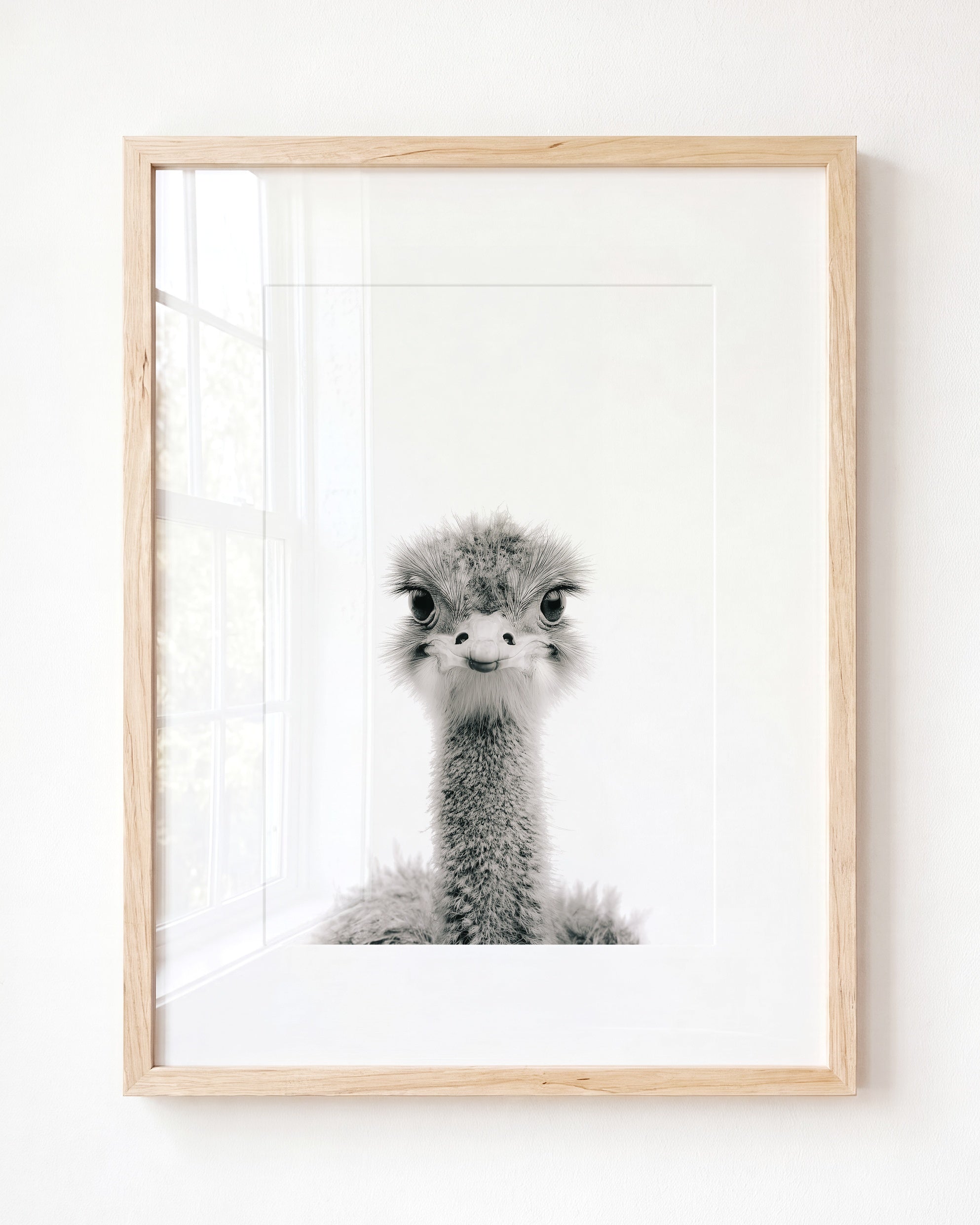 Baby Ostrich
