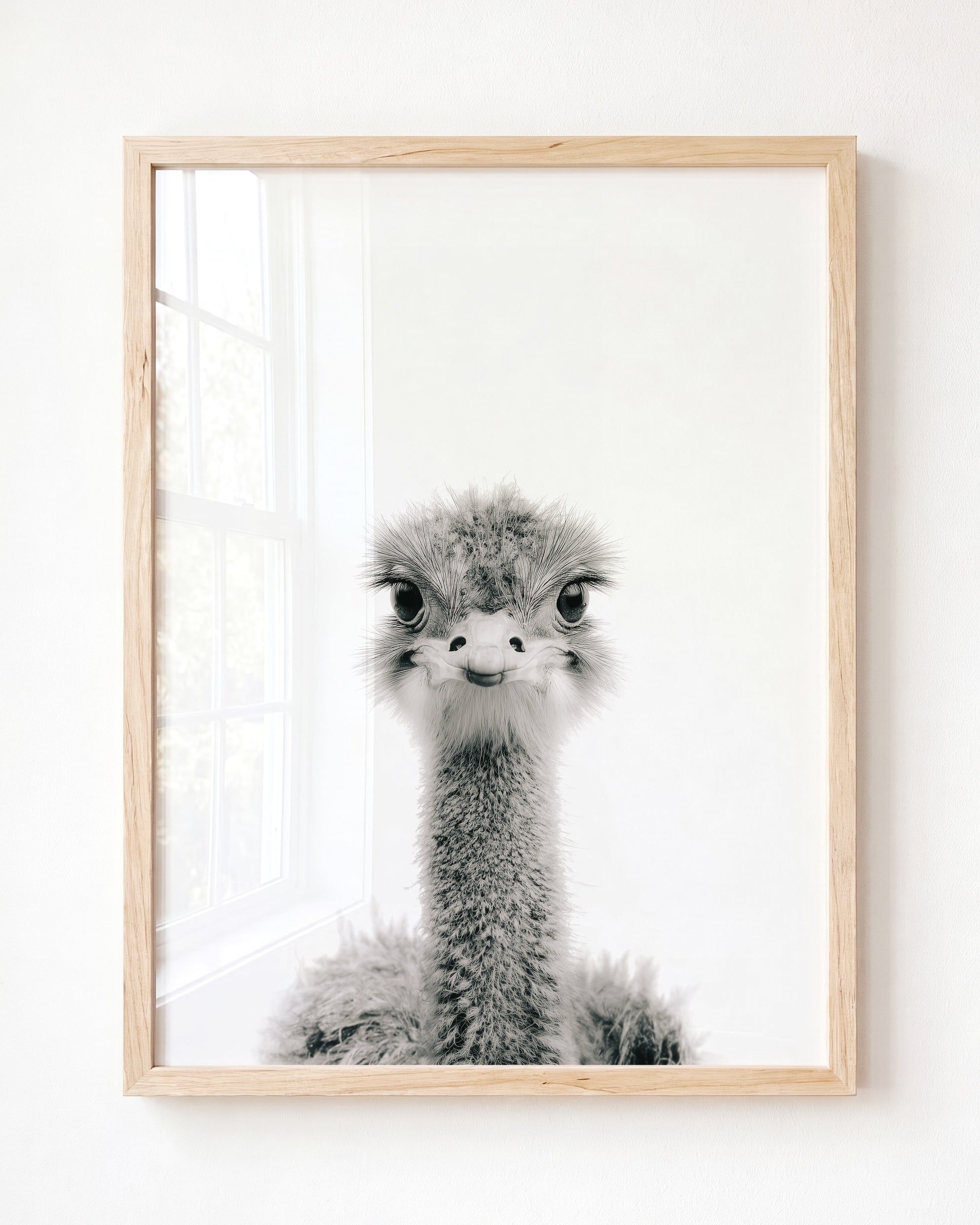 Baby Ostrich