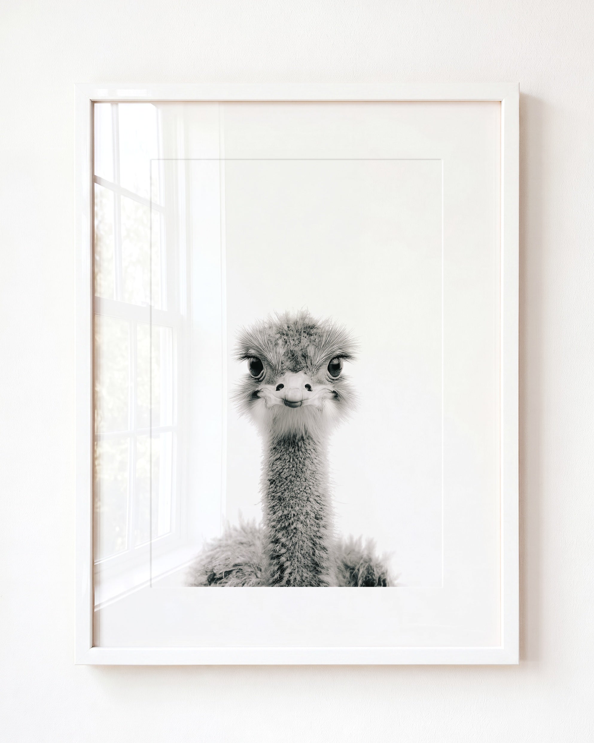 Baby Ostrich