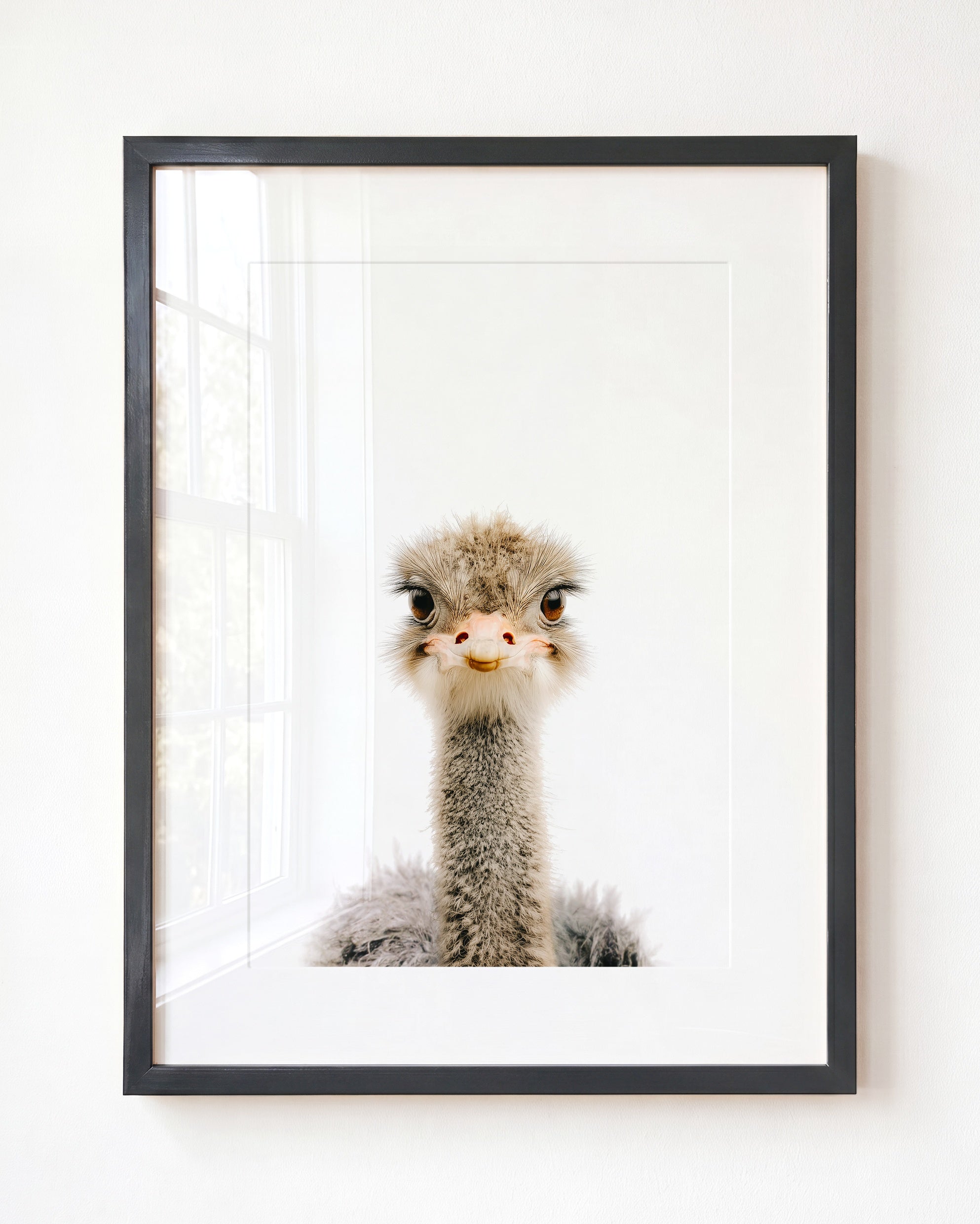 Baby Ostrich