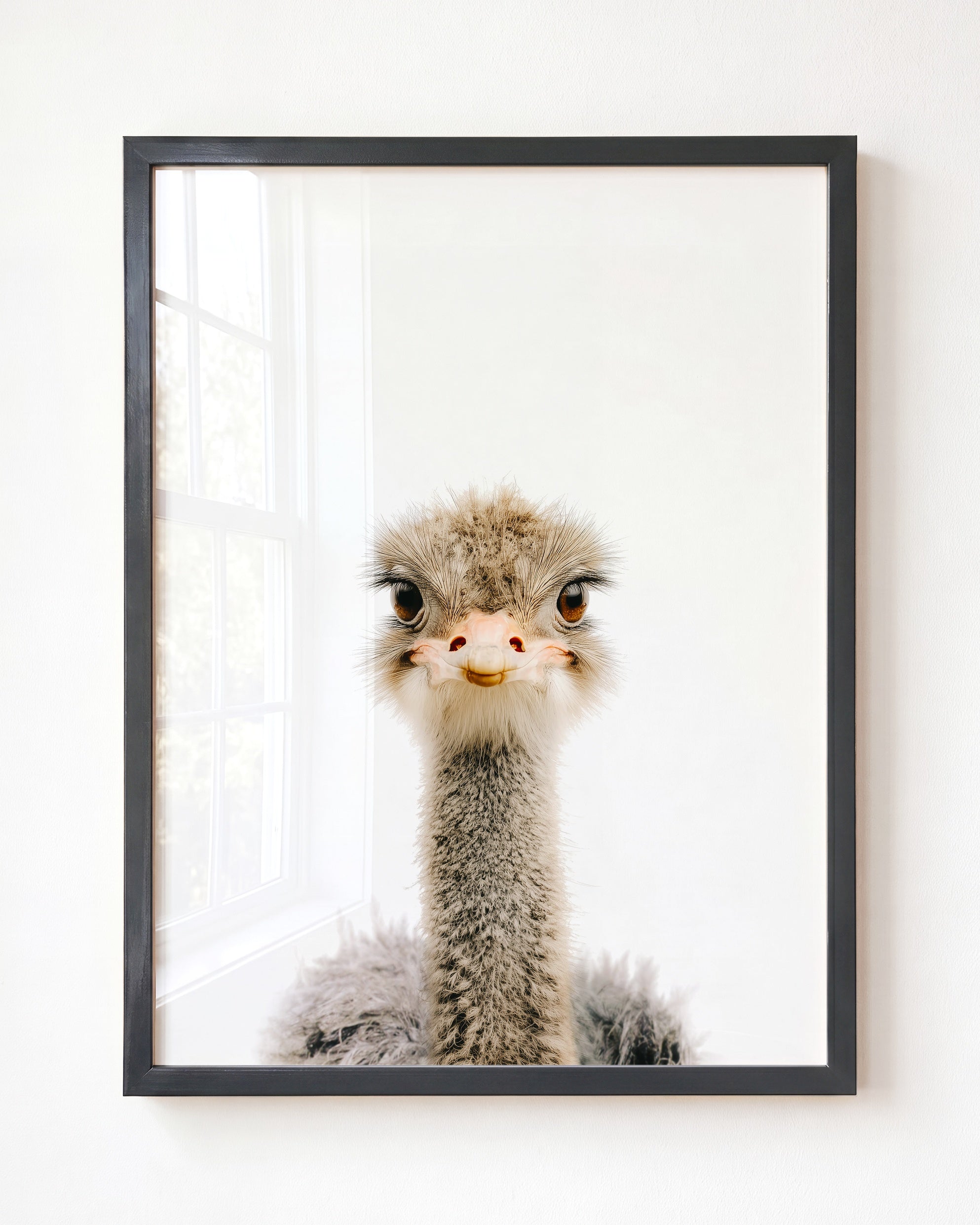 Baby Ostrich
