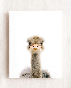 Baby Ostrich