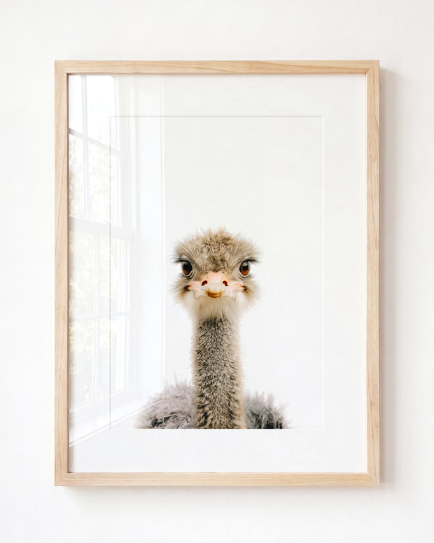 Baby Ostrich
