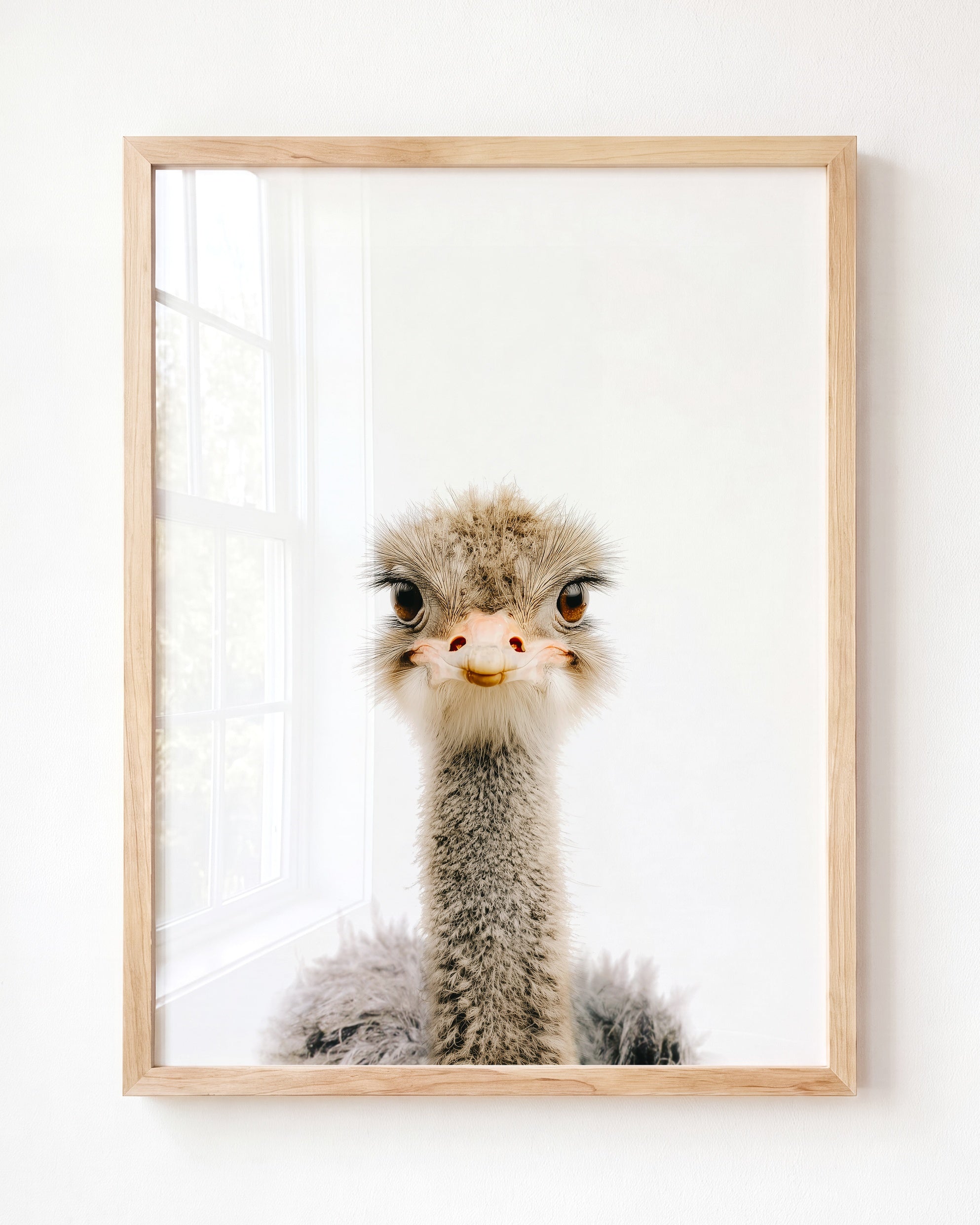 Baby Ostrich