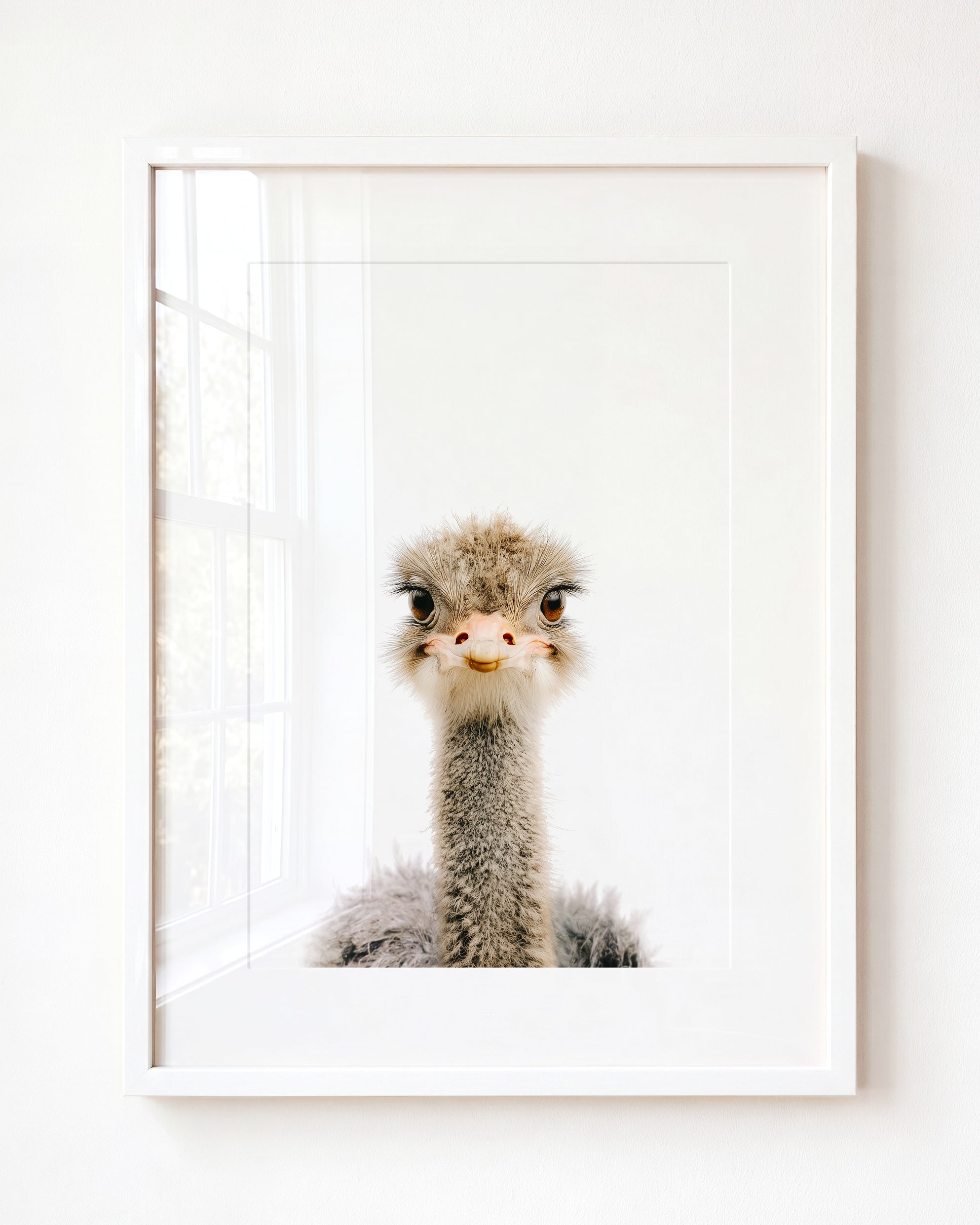 Baby Ostrich