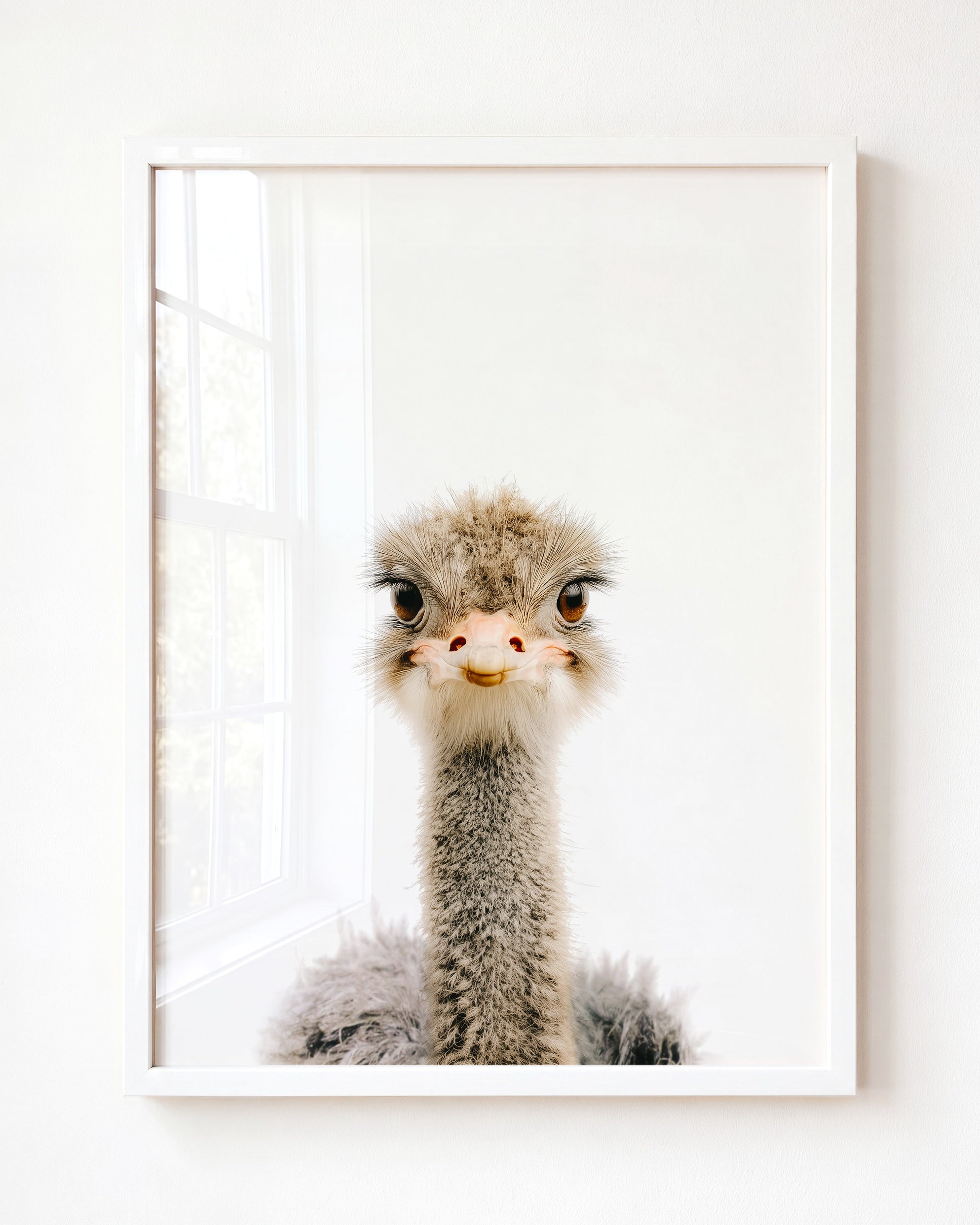 Baby Ostrich