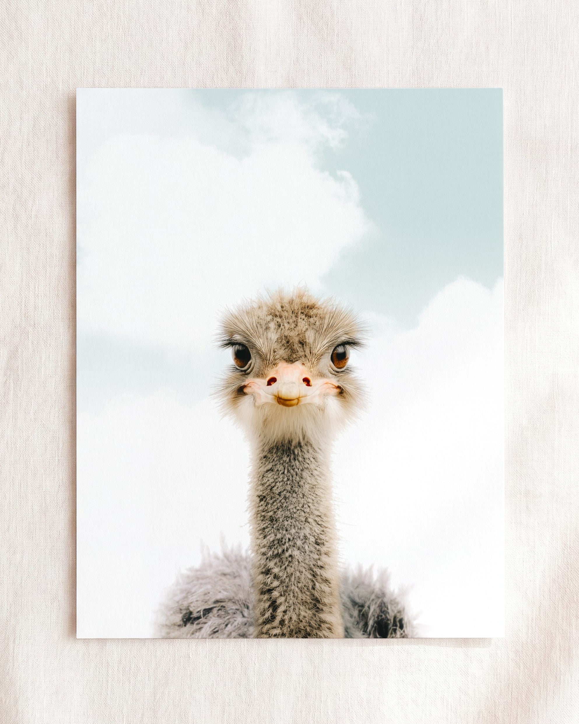 Baby Ostrich