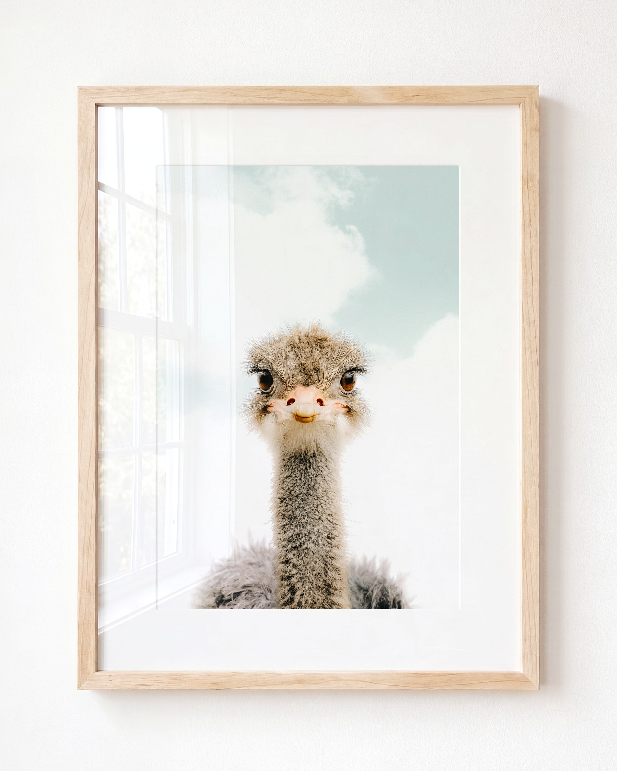 Baby Ostrich
