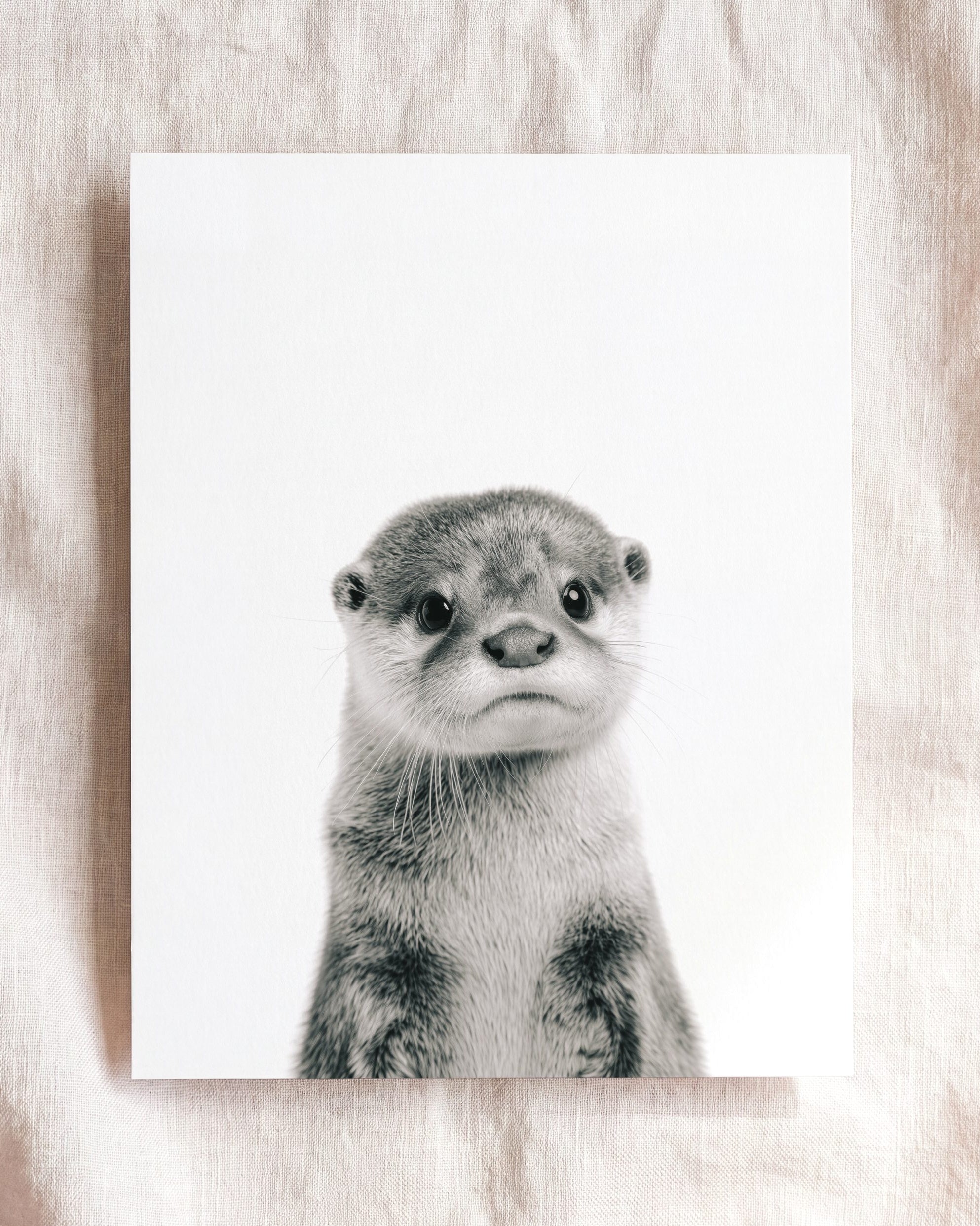Baby Otter