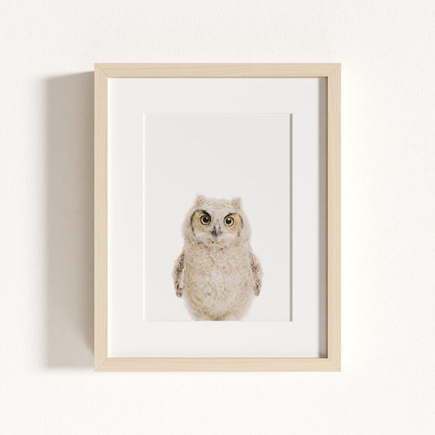 Baby Owl
