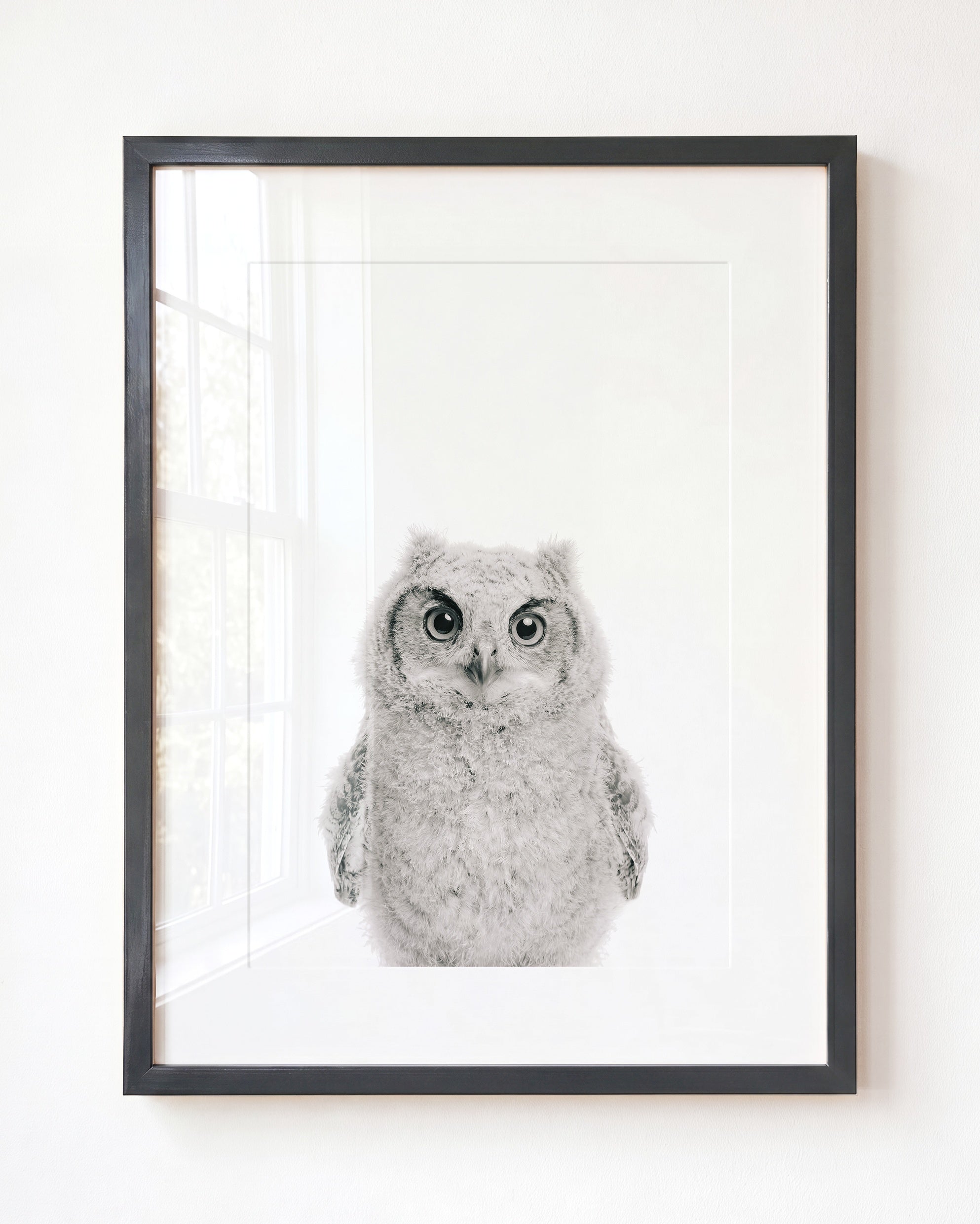 Baby Owl