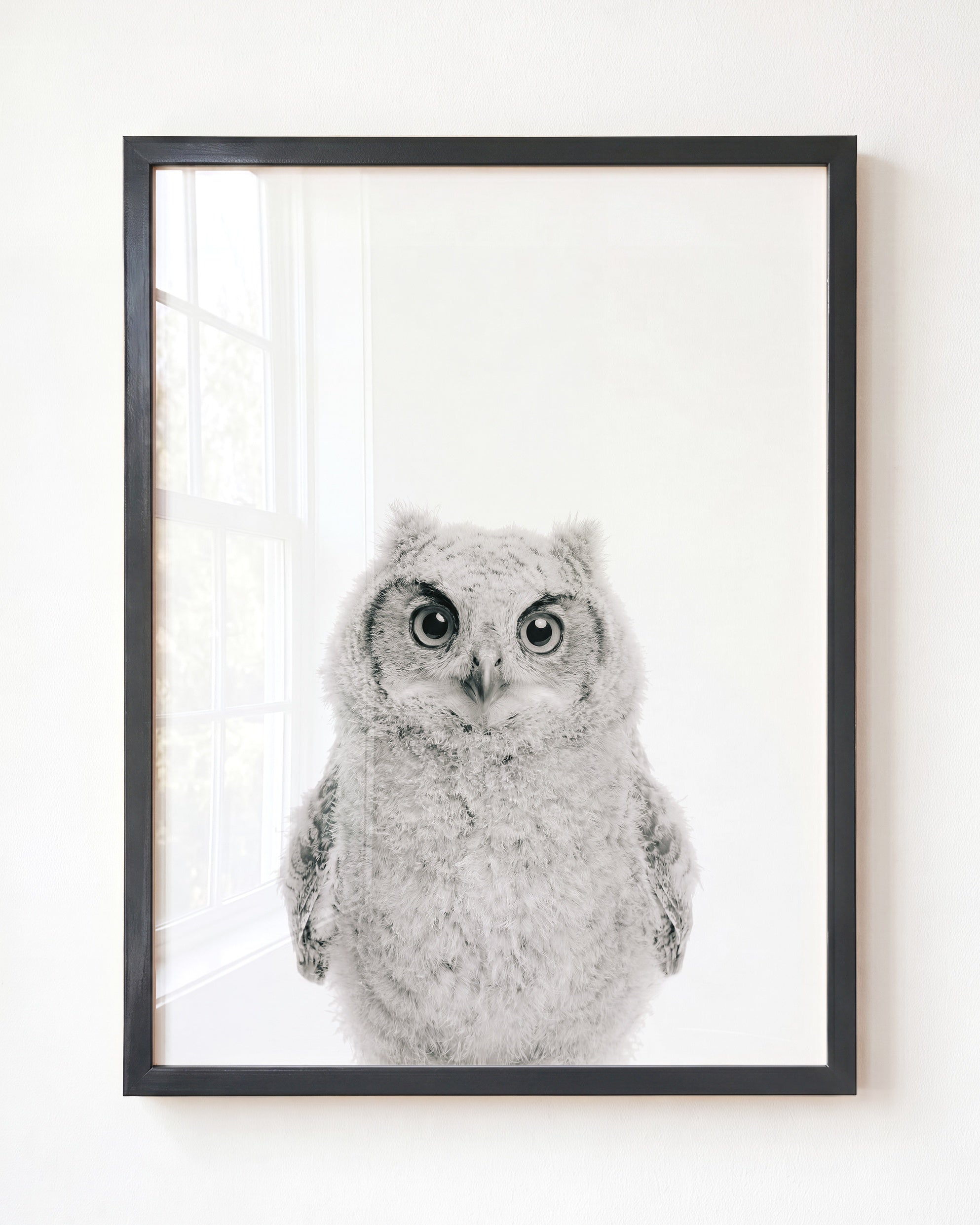 Baby Owl