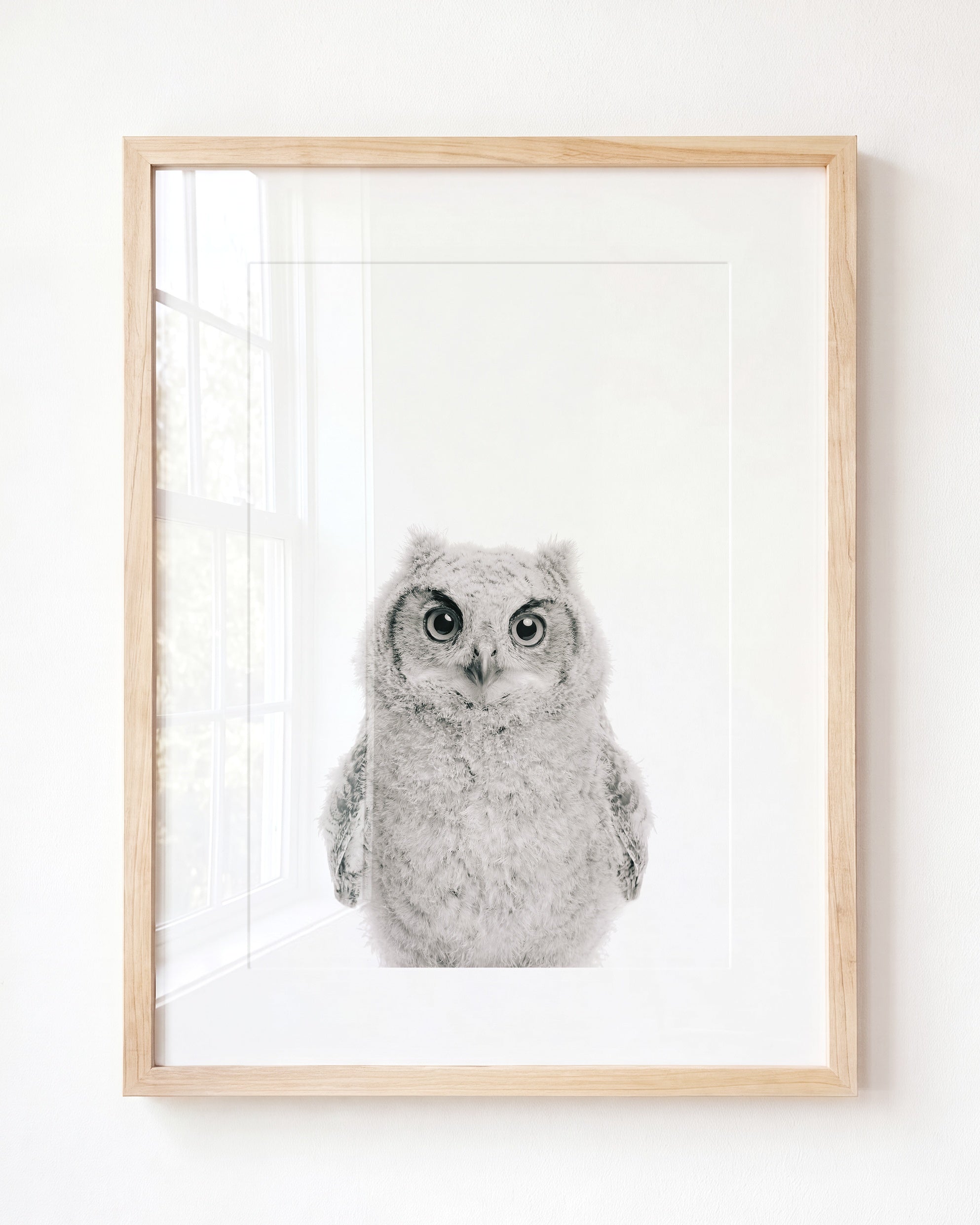 Baby Owl