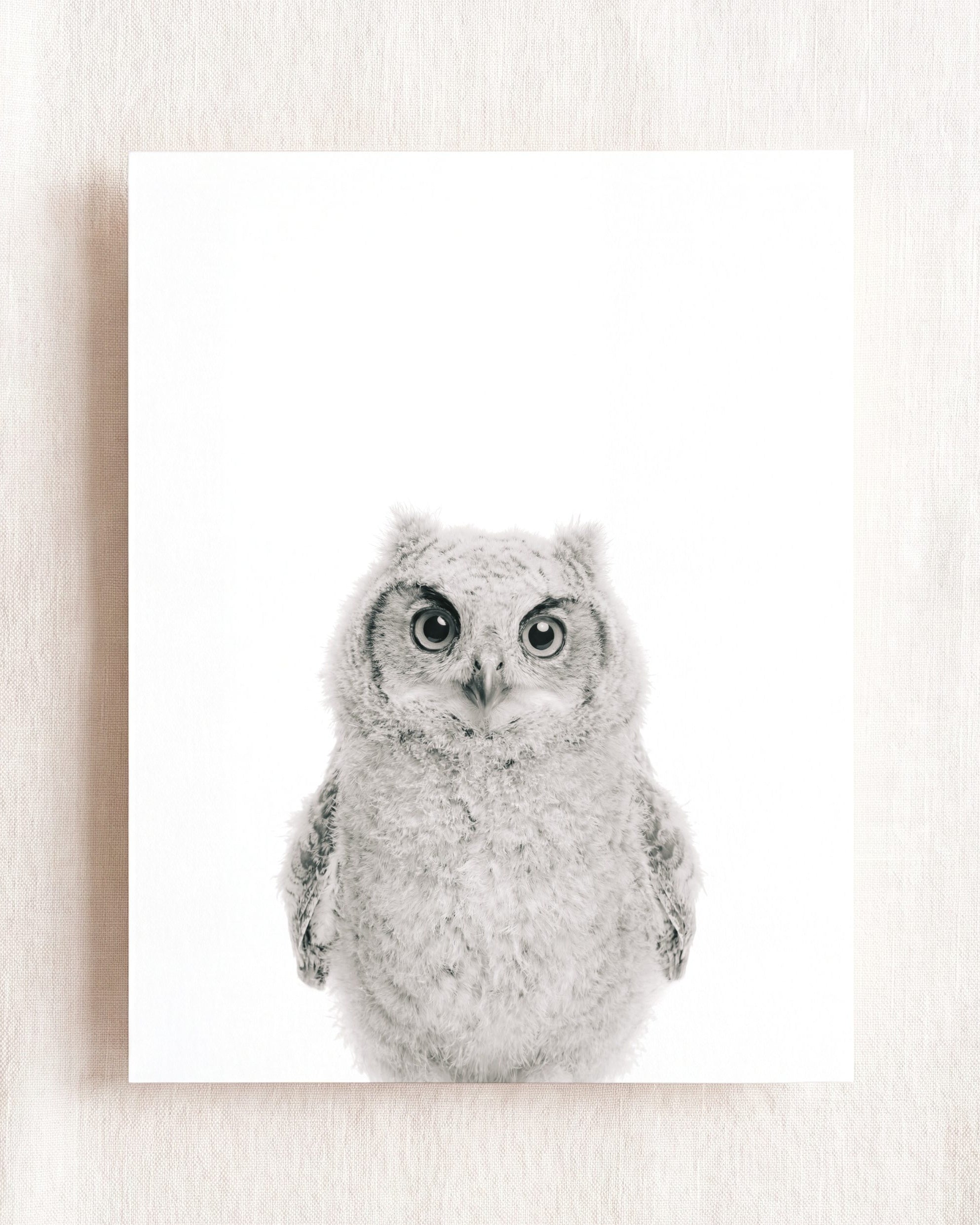Baby Owl