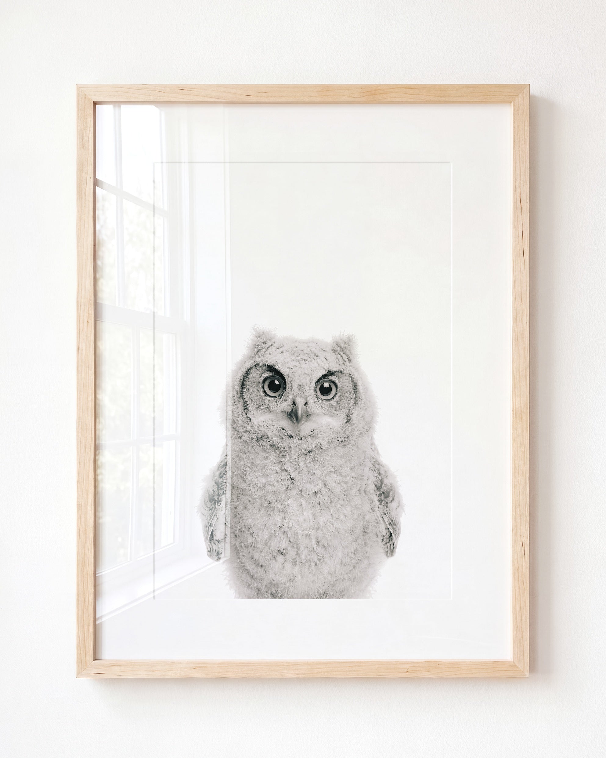 Baby Owl