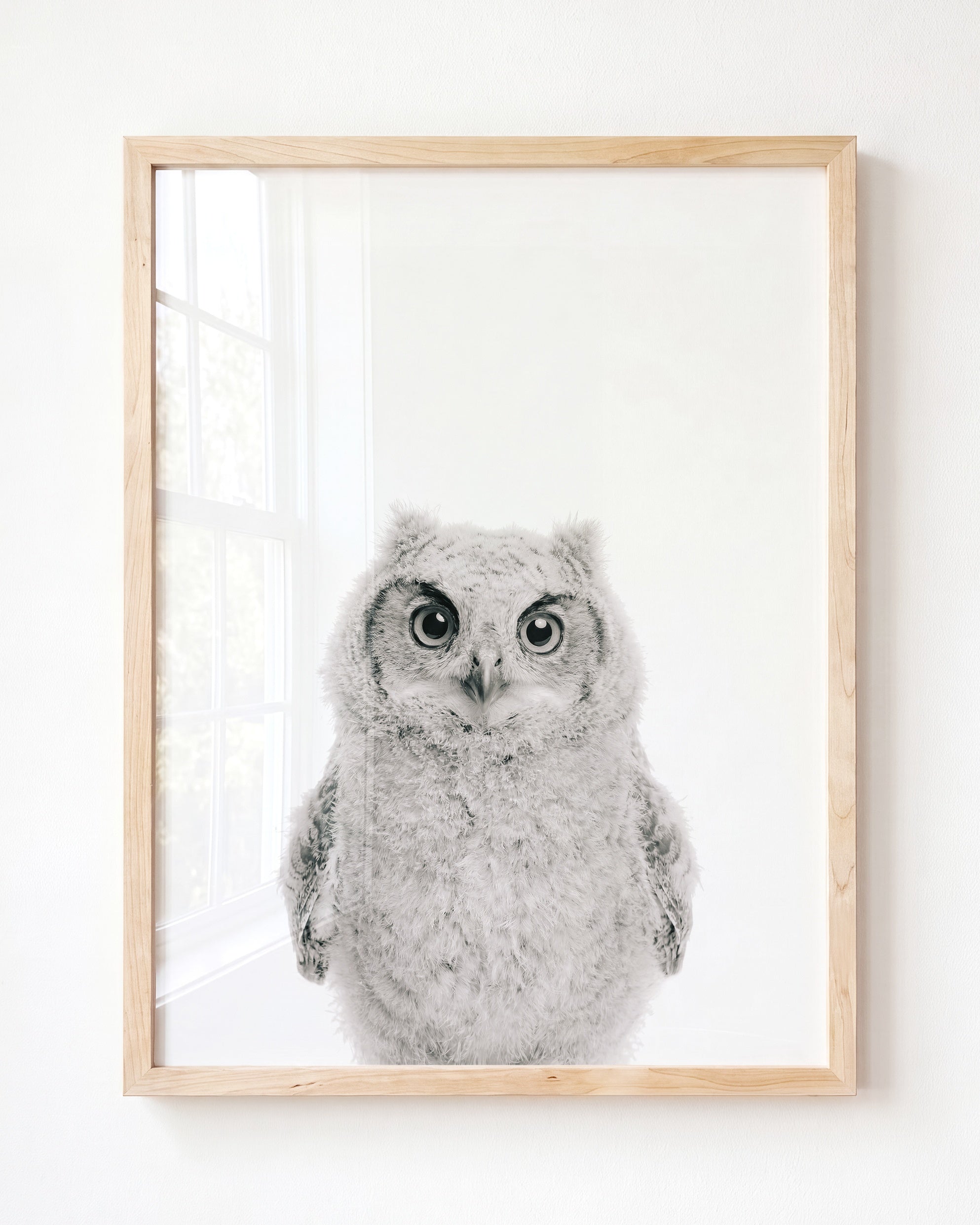 Baby Owl