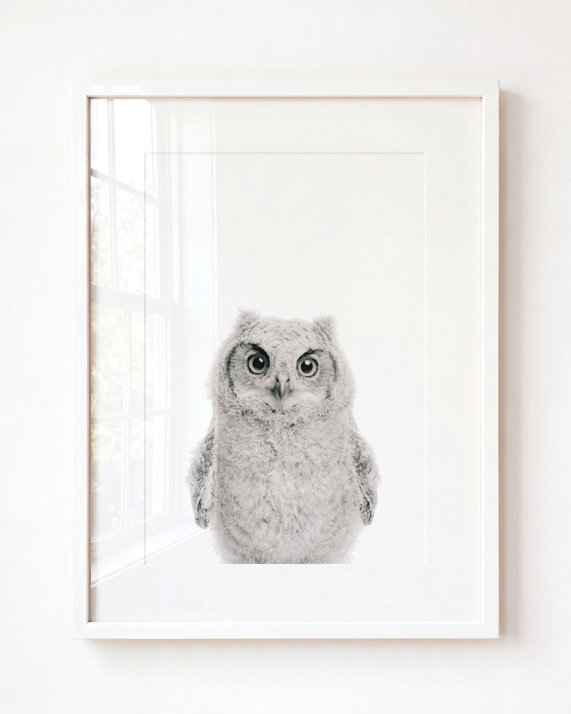 Baby Owl